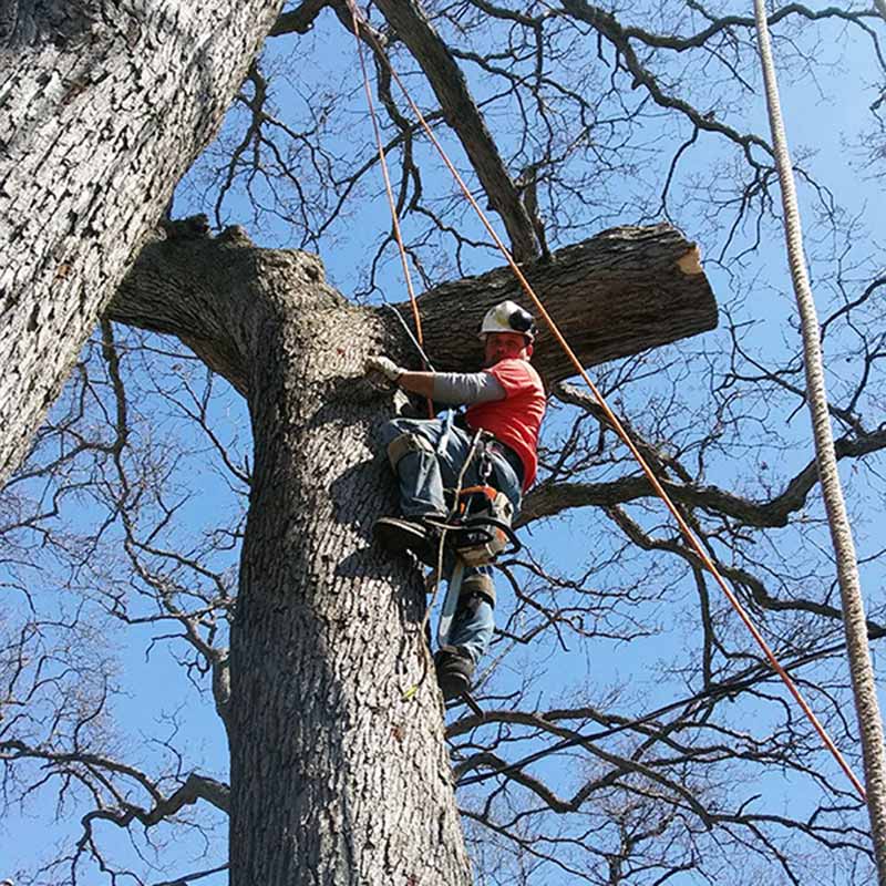 Storm Damage & Emergency Tree Removal in Racine, WI | Busch Tree Expert, LLC